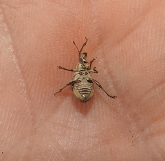 Sciaphobus squalidus