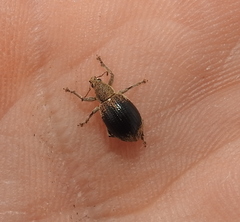 Sciaphobus squalidus