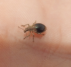 Sciaphobus squalidus