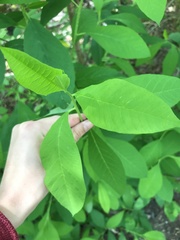 Oemleria cerasiformis