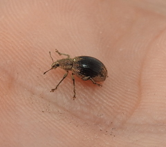 Sciaphobus squalidus