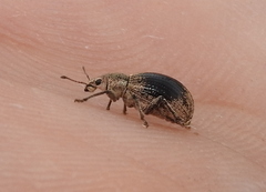 Sciaphobus squalidus