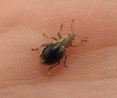 Sciaphobus squalidus