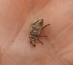 Sciaphobus squalidus