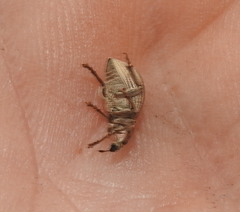 Sciaphobus squalidus