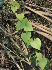 Pericampylus glaucus