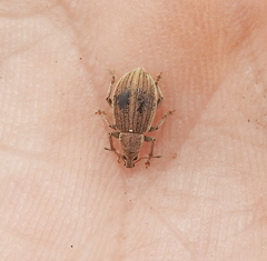 Sciaphobus squalidus