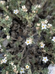 Euploca confertifolia