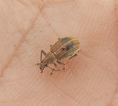 Sciaphobus squalidus