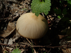 Psathyrella spadiceogrisea