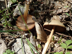 Psathyrella spadiceogrisea