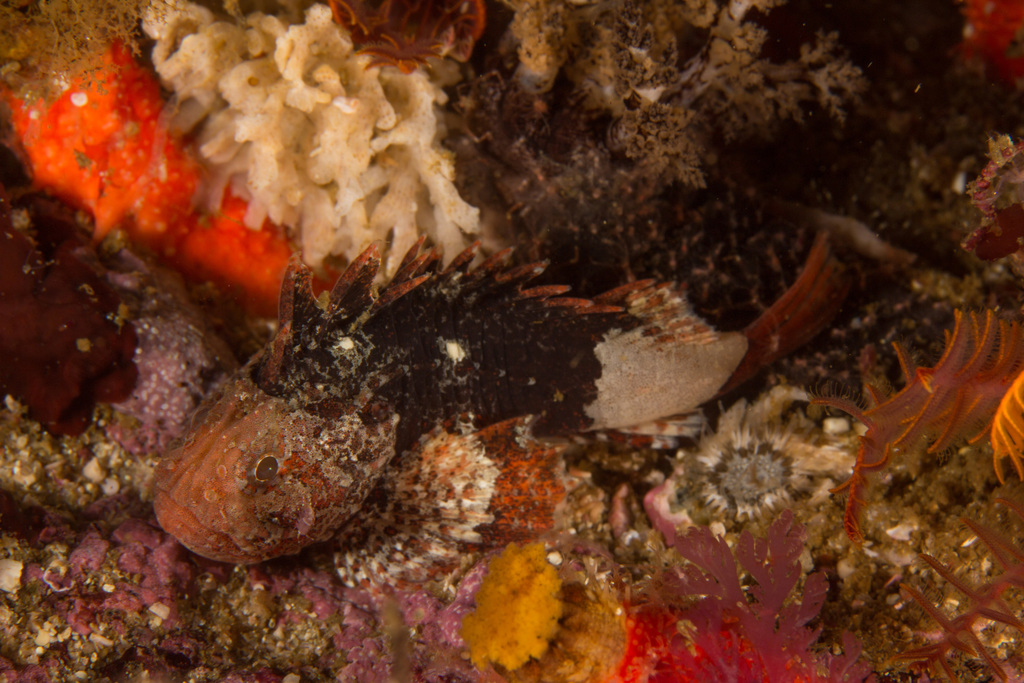 Smoothskin Scorpionfish