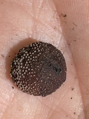 Daldinia concentrica