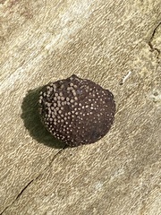 Daldinia concentrica
