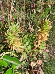Echeveria quitensis