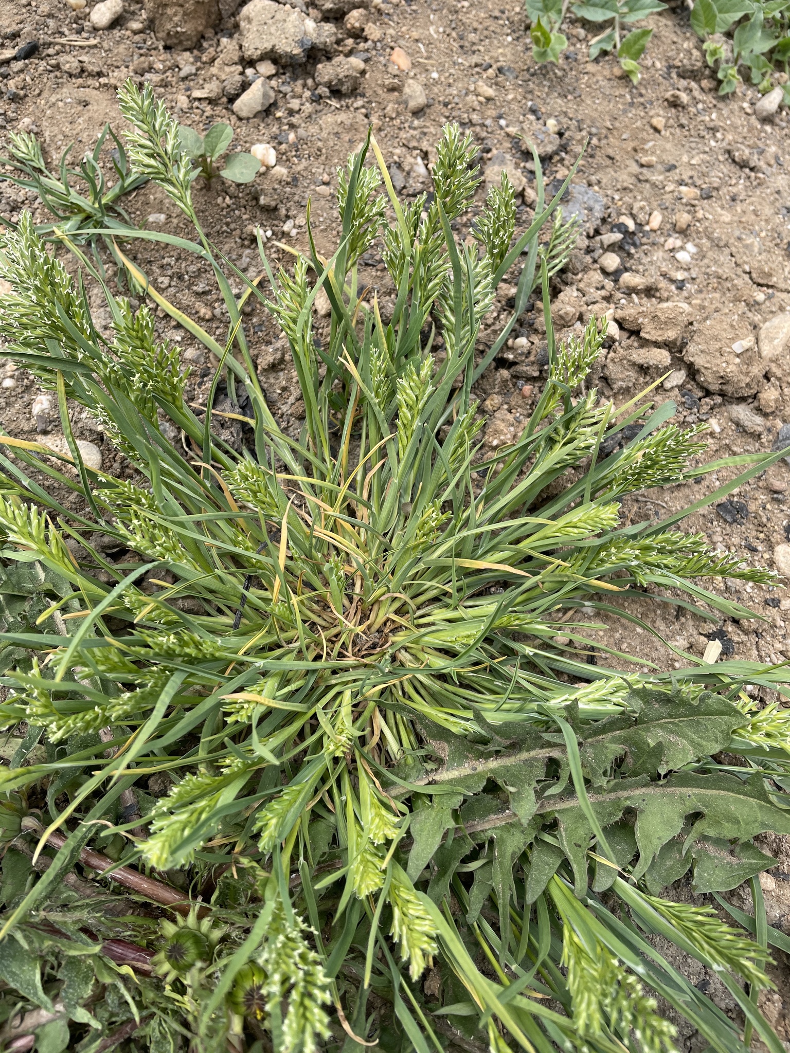 Sclerochloa dura