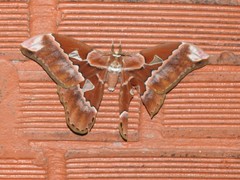 Rothschildia aurota
