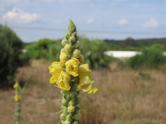 Verbascum giganteum