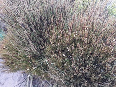 Dracophyllum subulatum