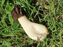 Morchella semilibera