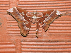 Rothschildia aurota