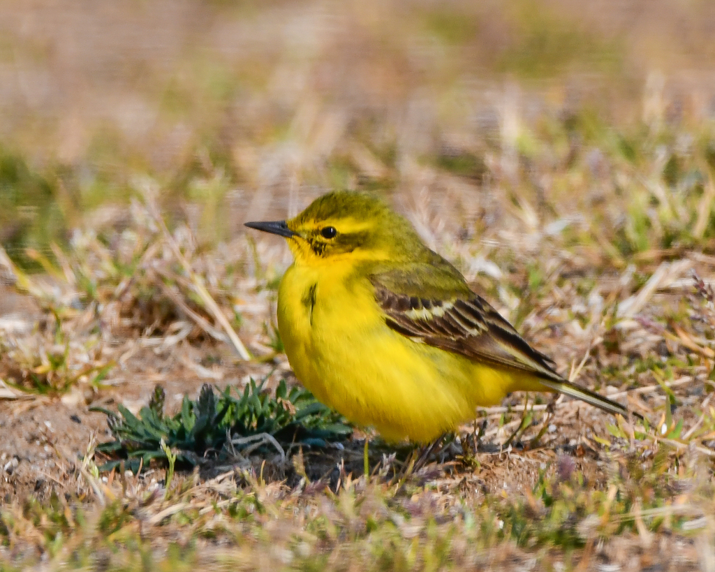 British Yellow Wagtail