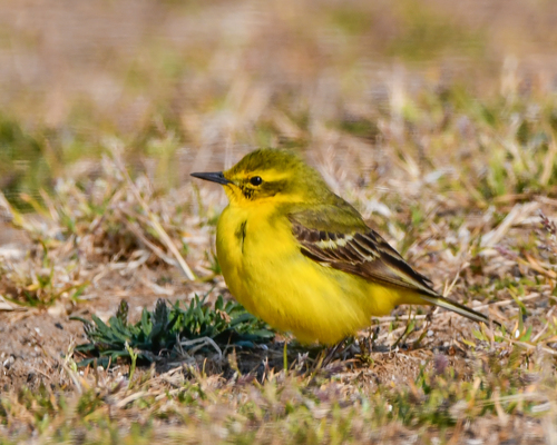 British Yellow Wagtail