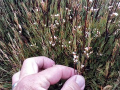Dracophyllum subulatum