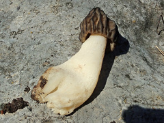 Morchella semilibera
