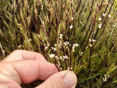 Dracophyllum subulatum