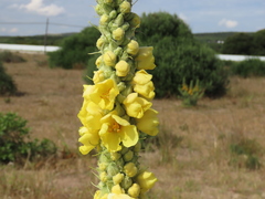 Verbascum giganteum