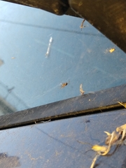 Araneae