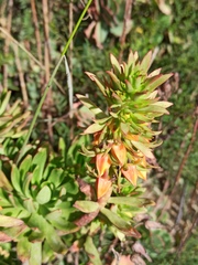Echeveria quitensis