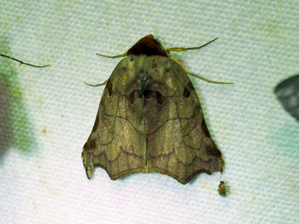 Lephana