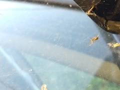 Araneae