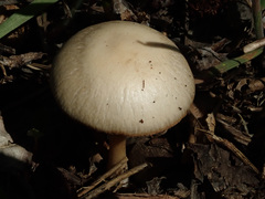 Psathyrella spadiceogrisea