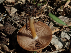 Psathyrella spadiceogrisea