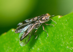 Agrilus lecontei