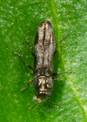 Agrilus lecontei