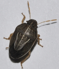 Neottiglossa flavomarginata