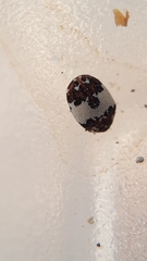 Anthrenus isabellinus