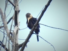 Brachygalba albogularis