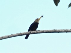 Brachygalba albogularis