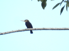 Brachygalba albogularis