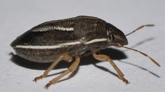 Neottiglossa flavomarginata