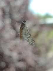Ephemeroptera