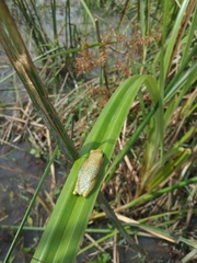 Hyperolius viridiflavus