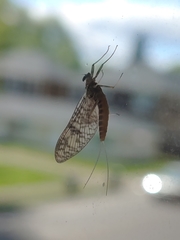 Ephemeroptera
