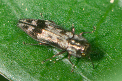 Agrilus lecontei