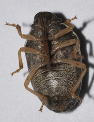 Neottiglossa flavomarginata